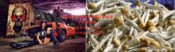 ПСИЛОЦИБИНОВЫЕ ГРИБЫ Ладушкин